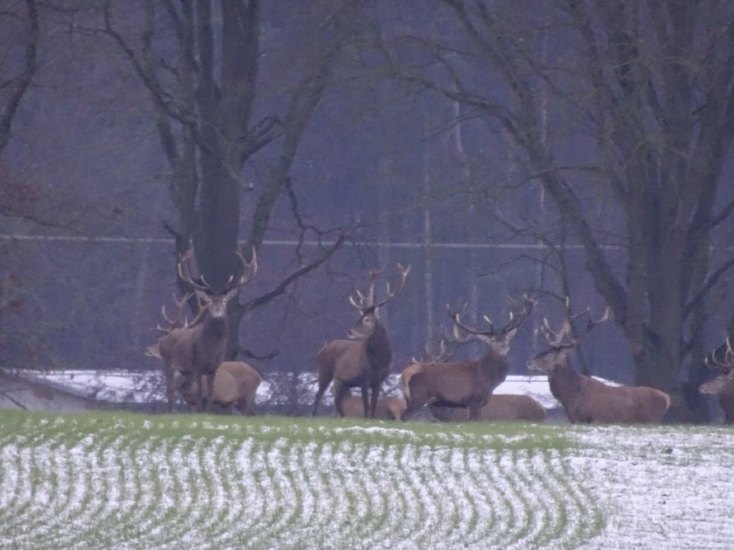 Hirsche auf dem Wanderwegen in Biendorf